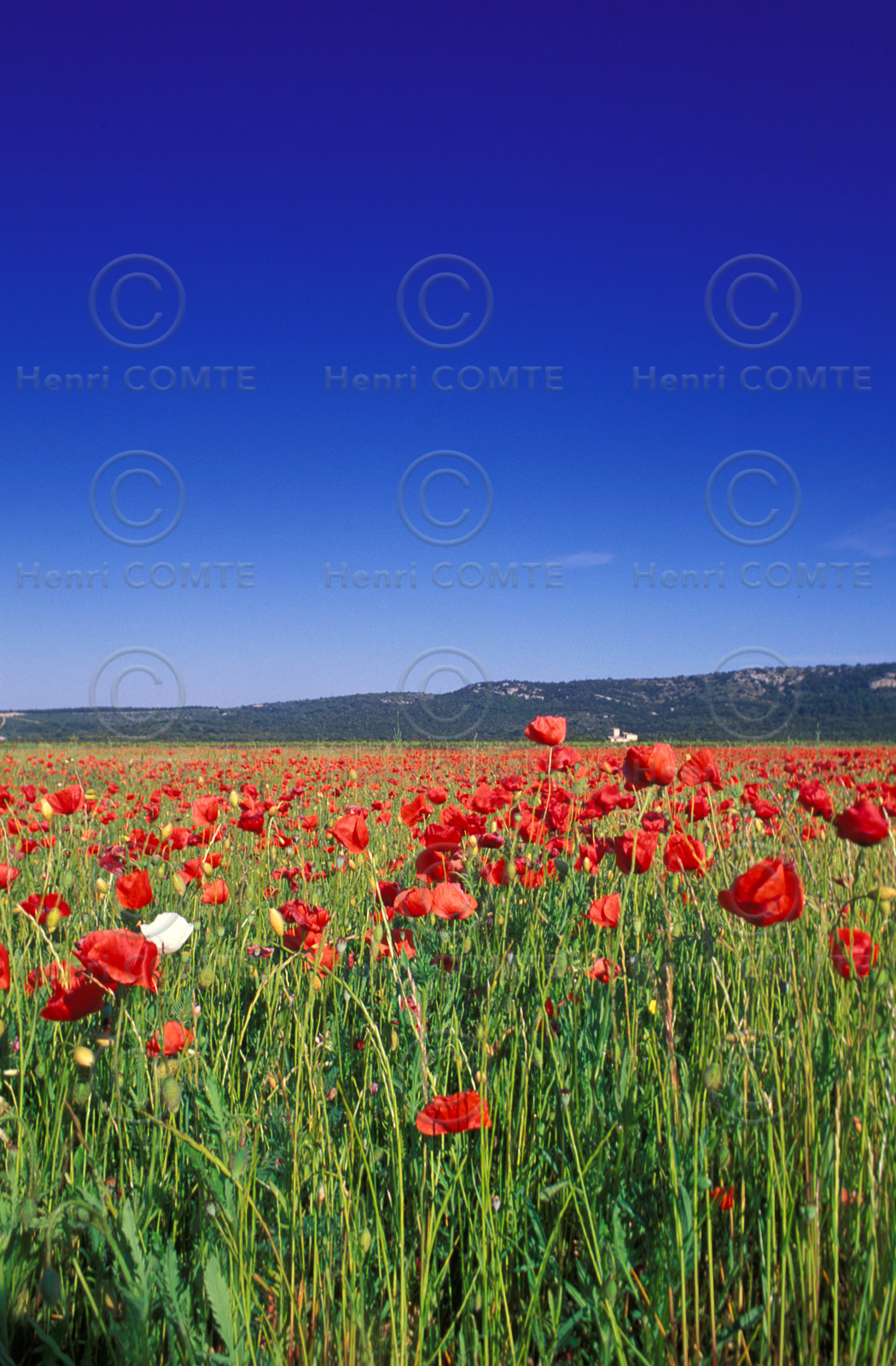 Coquelicots