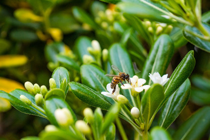 Abeille noire