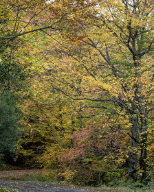 Paysage forestier