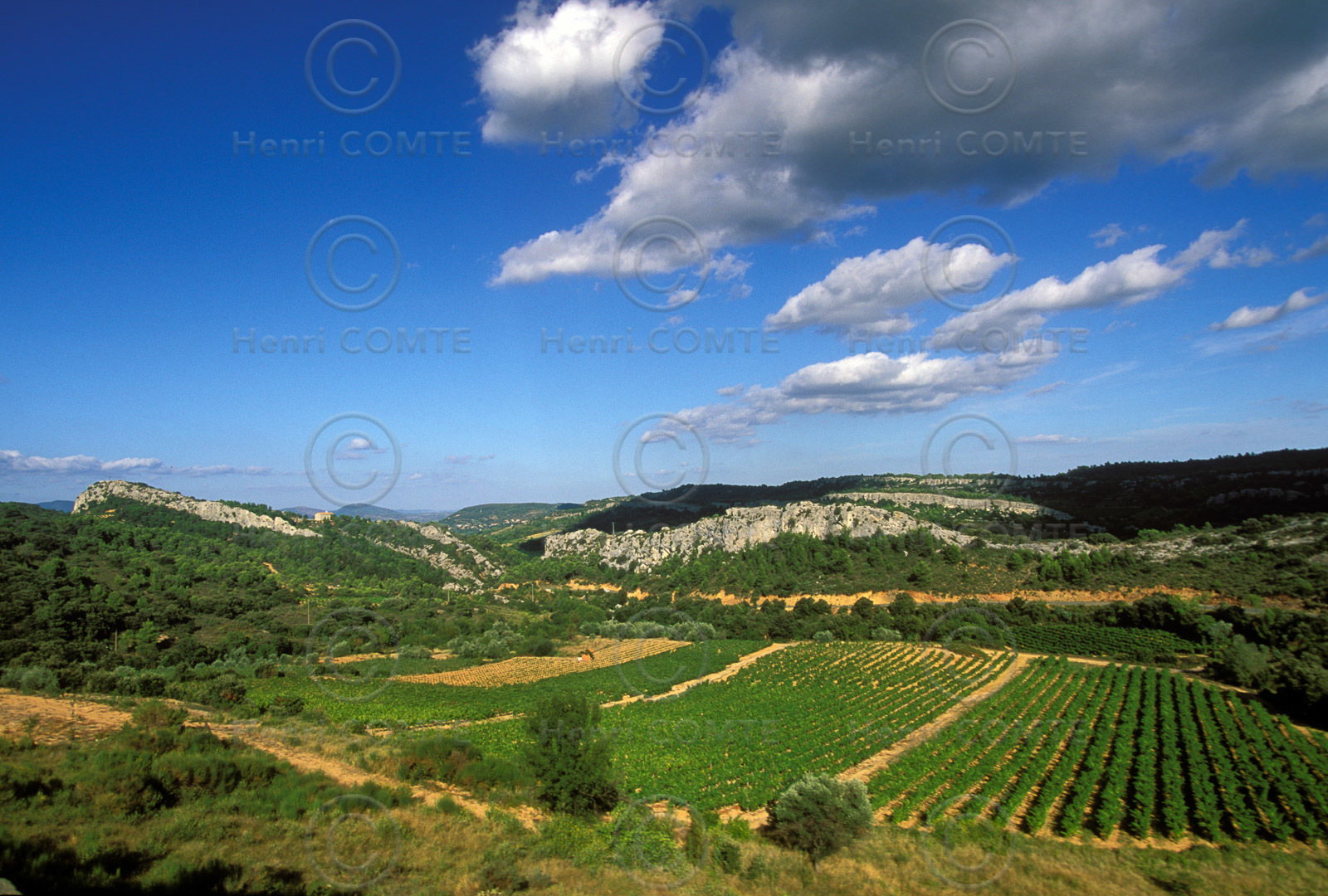 Vignoble Saint Chinian