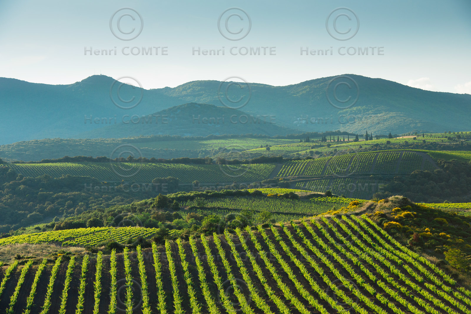 Vignoble de Faugeres