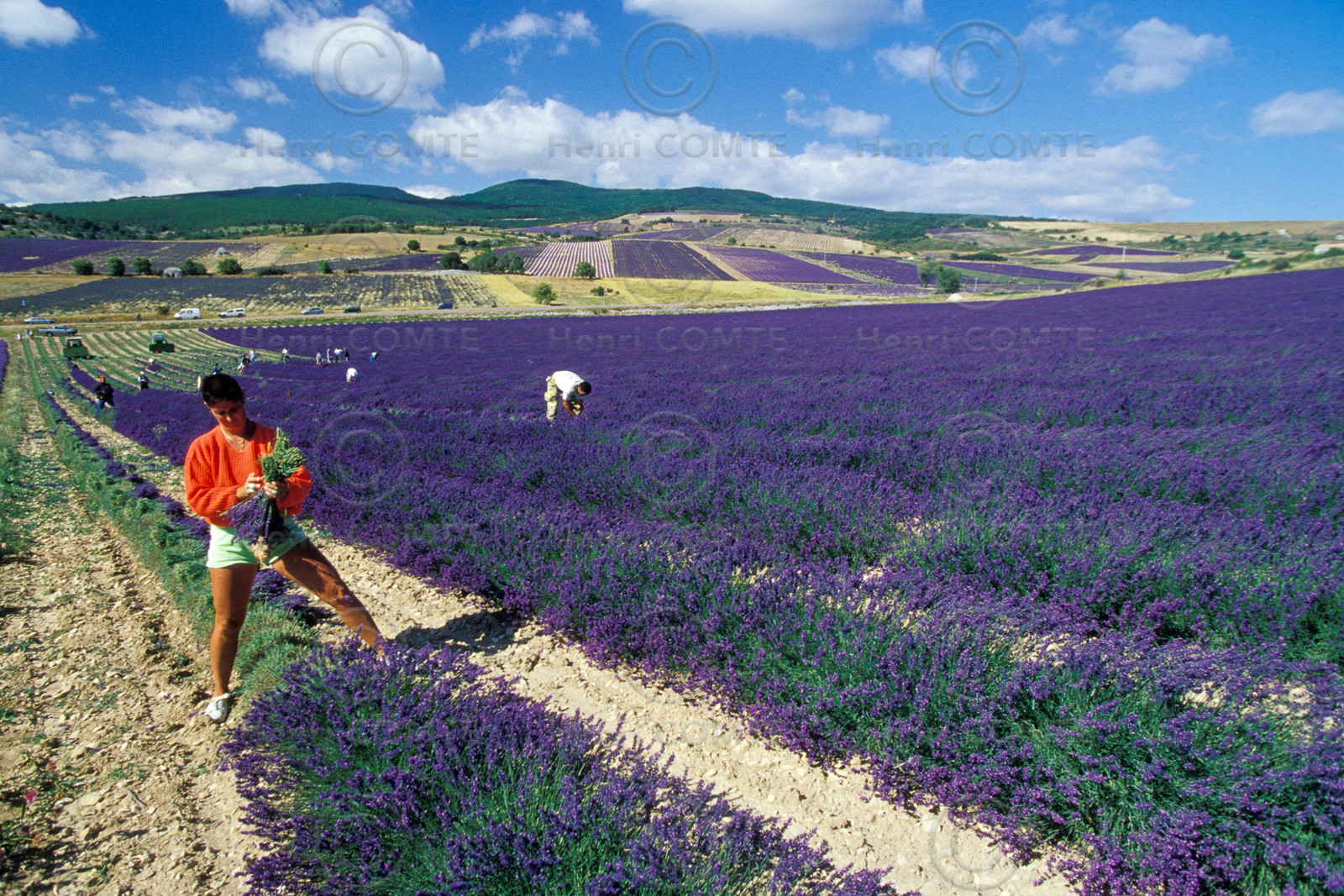 Cueillette de la lavande