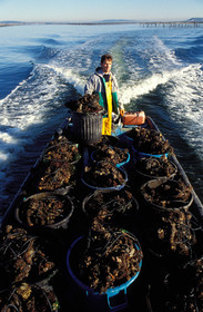 Ostreiculture