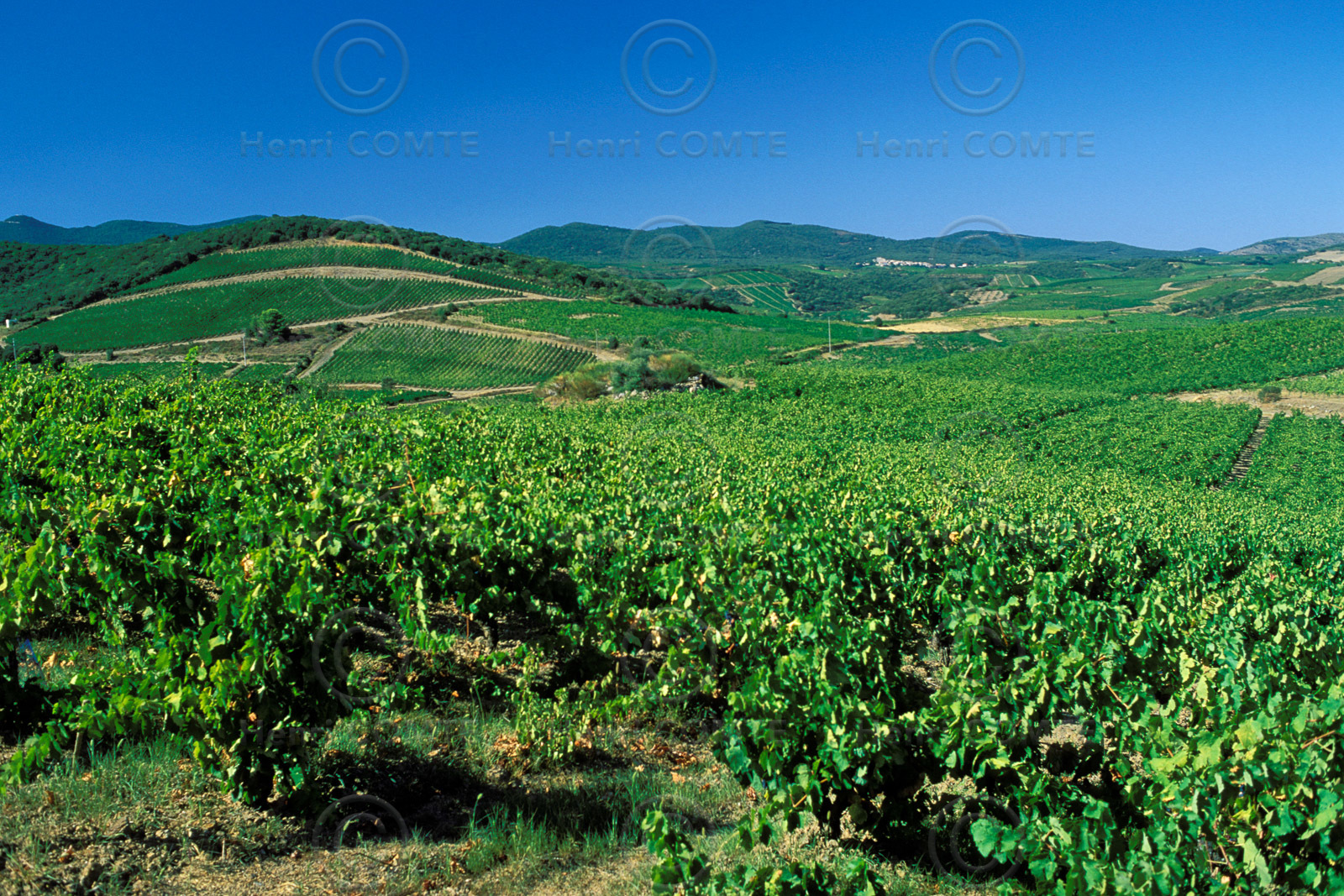 Vignoble de Faugeres