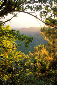 Cévennes