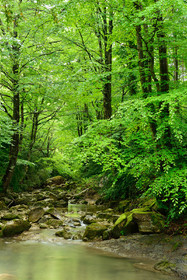Torrent