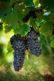 Grappe de raisin