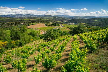 Vignoble Roussillon