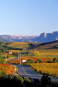 Vignoble Saint Chinian