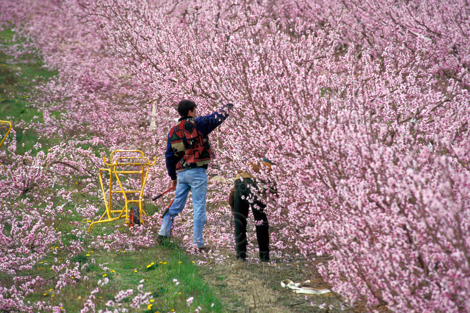 Pêchers en fleurs