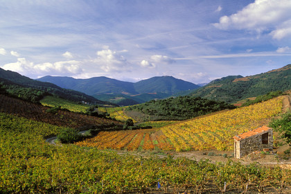 Vignoble Saint Chinian