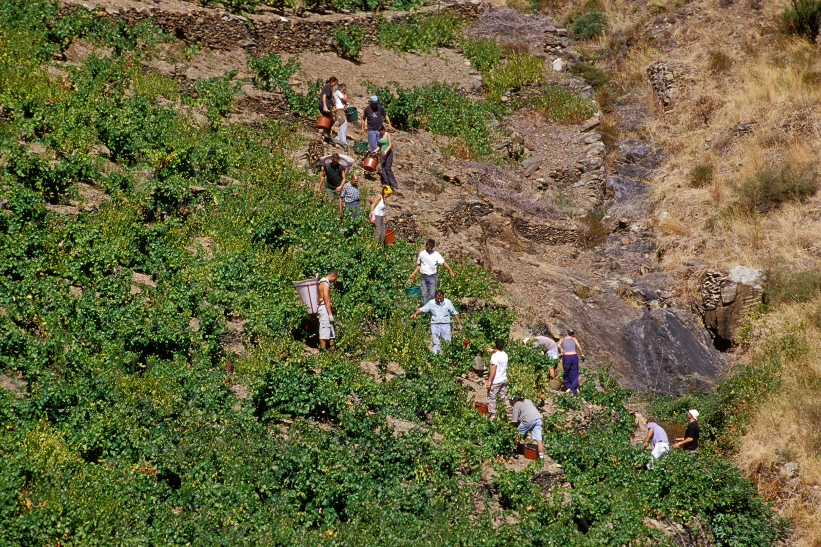 Vignoble du Roussillon