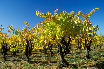Ceps de vignes