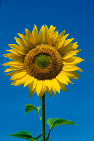 Tournesol