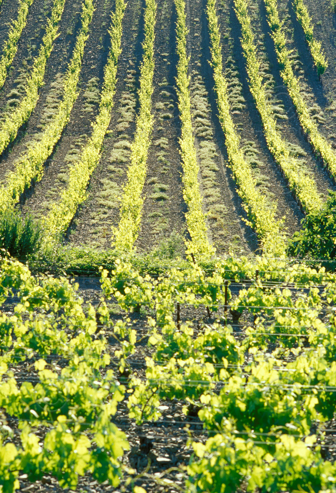 Vignoble Saint Chinian