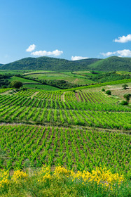 Vignoble de Faugères