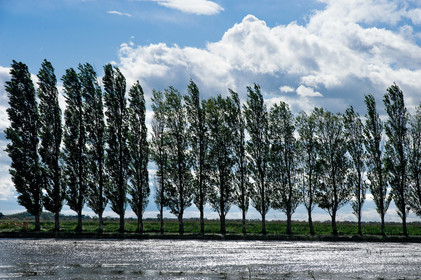 Camargue
