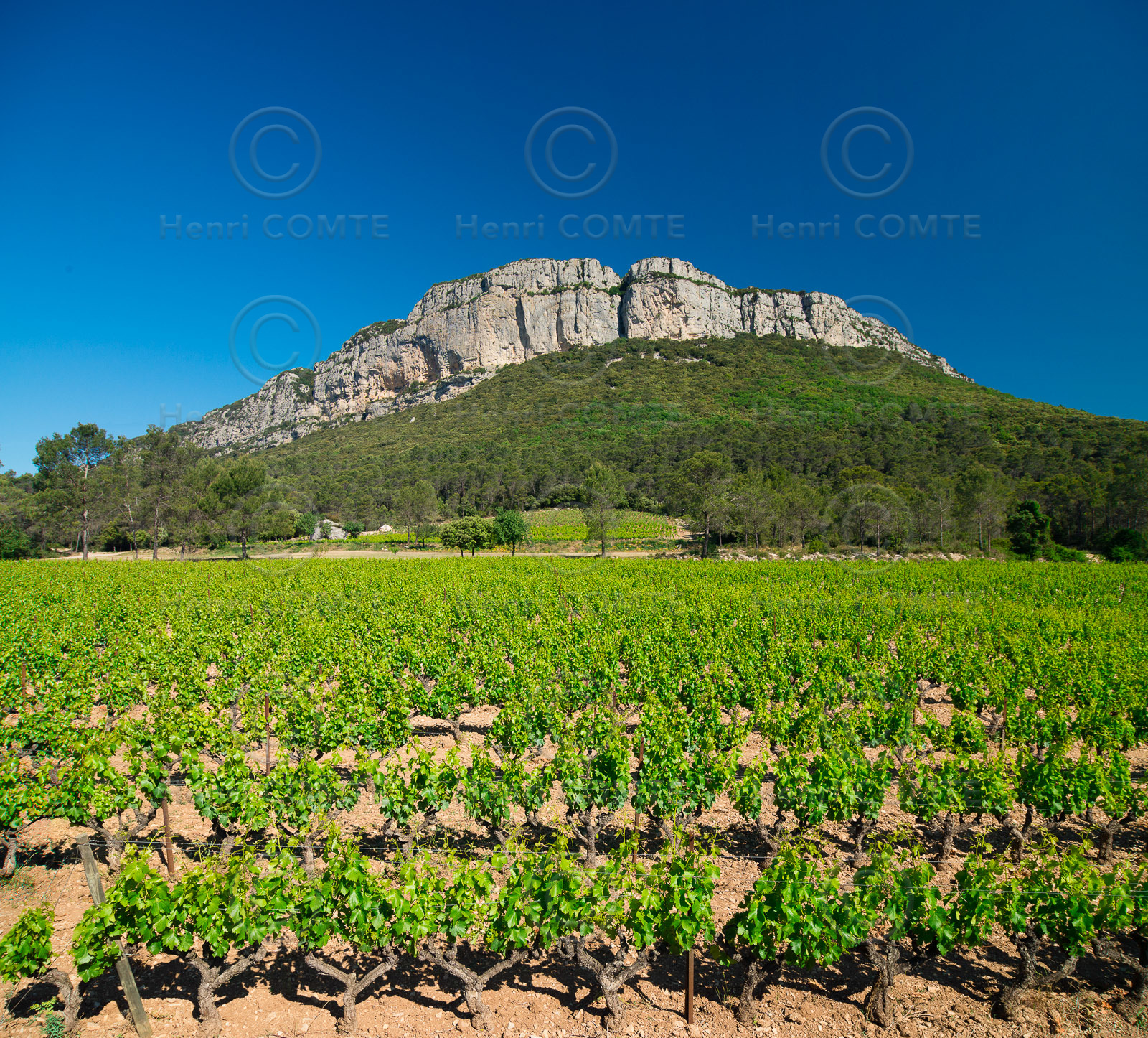 Vignoble Pic St Loup