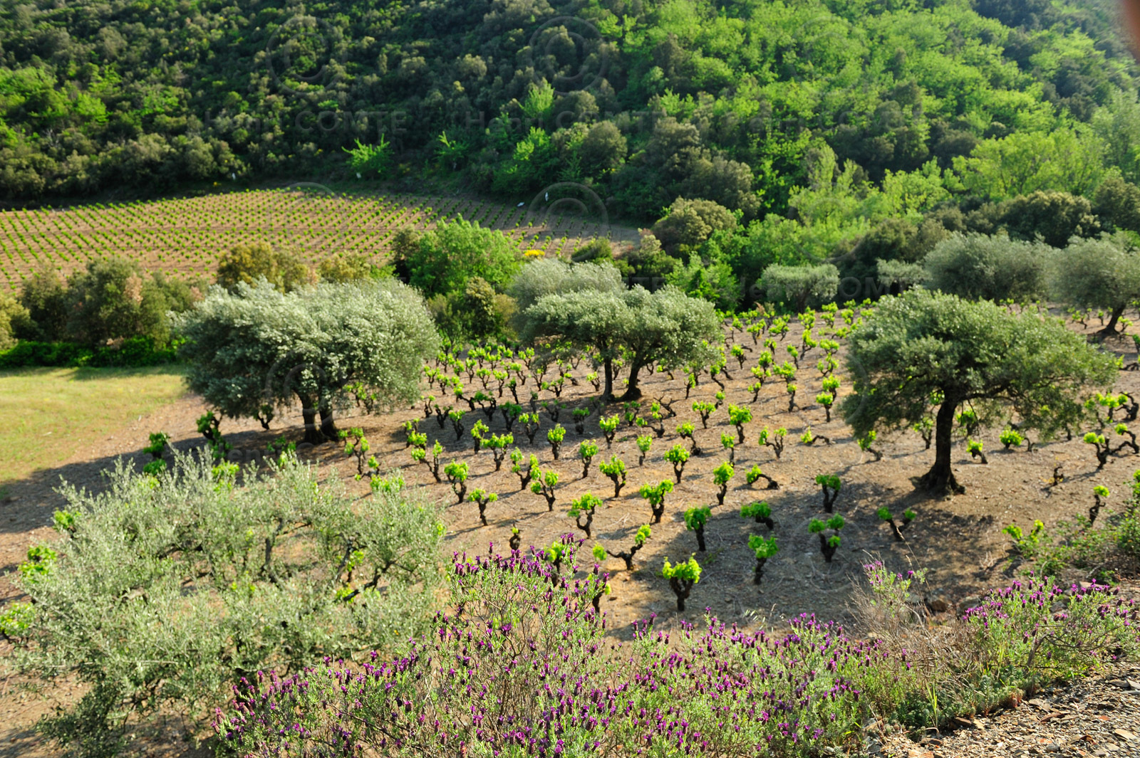 Vignoble Saint Chinian