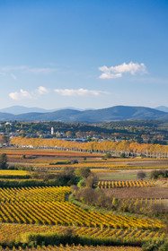 Vignoble à l'automne