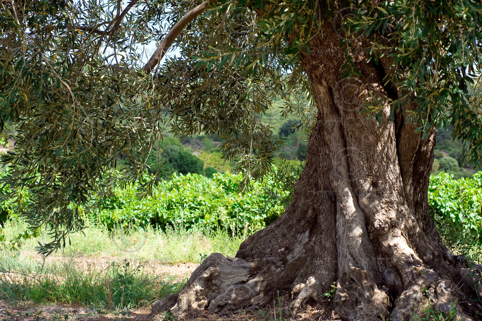 Vignoble Saint Chinian