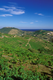 Vignoble du Roussillon