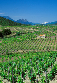 Vignoble du Roussillon