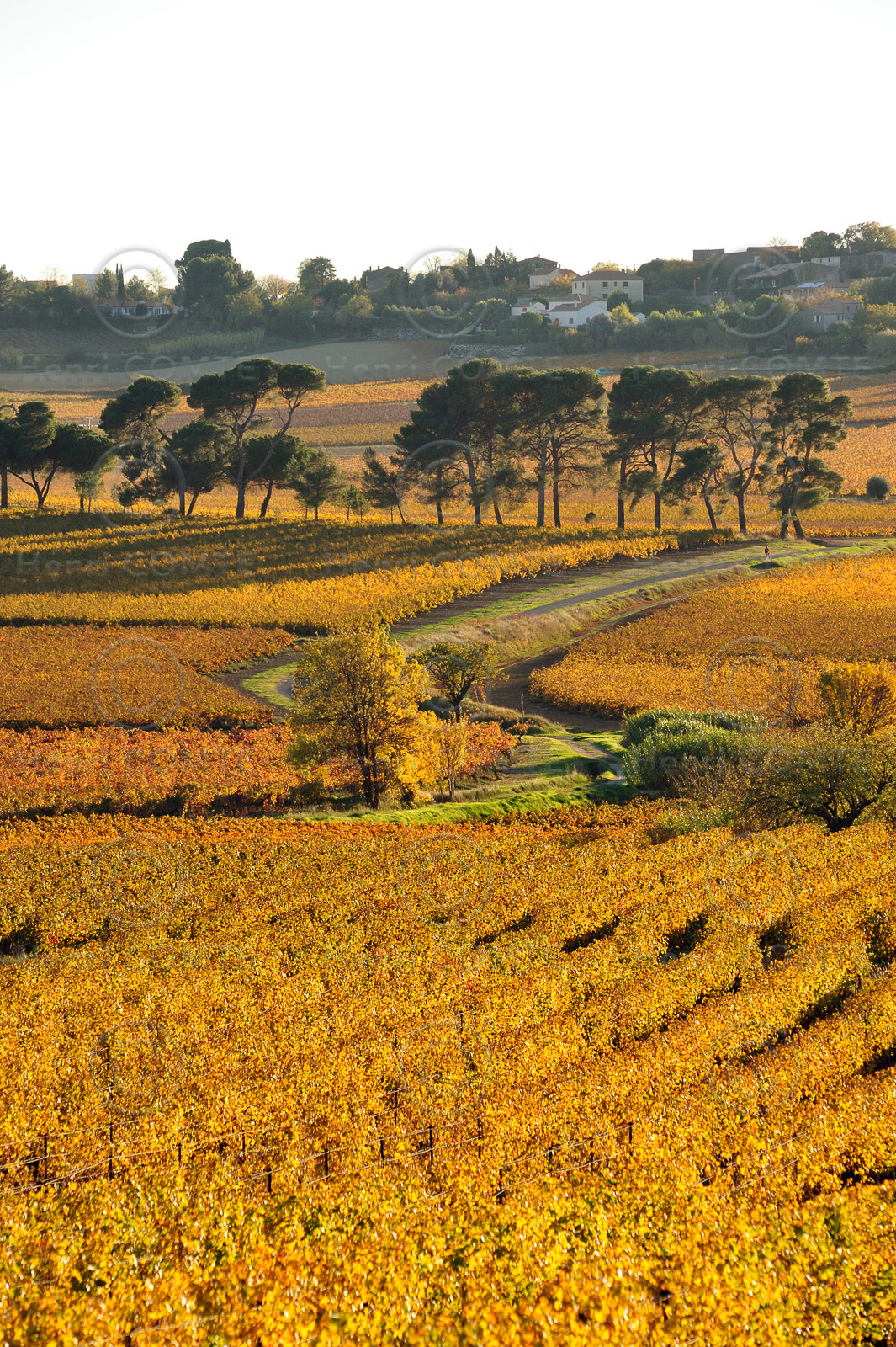 Vignoble de Faugeres