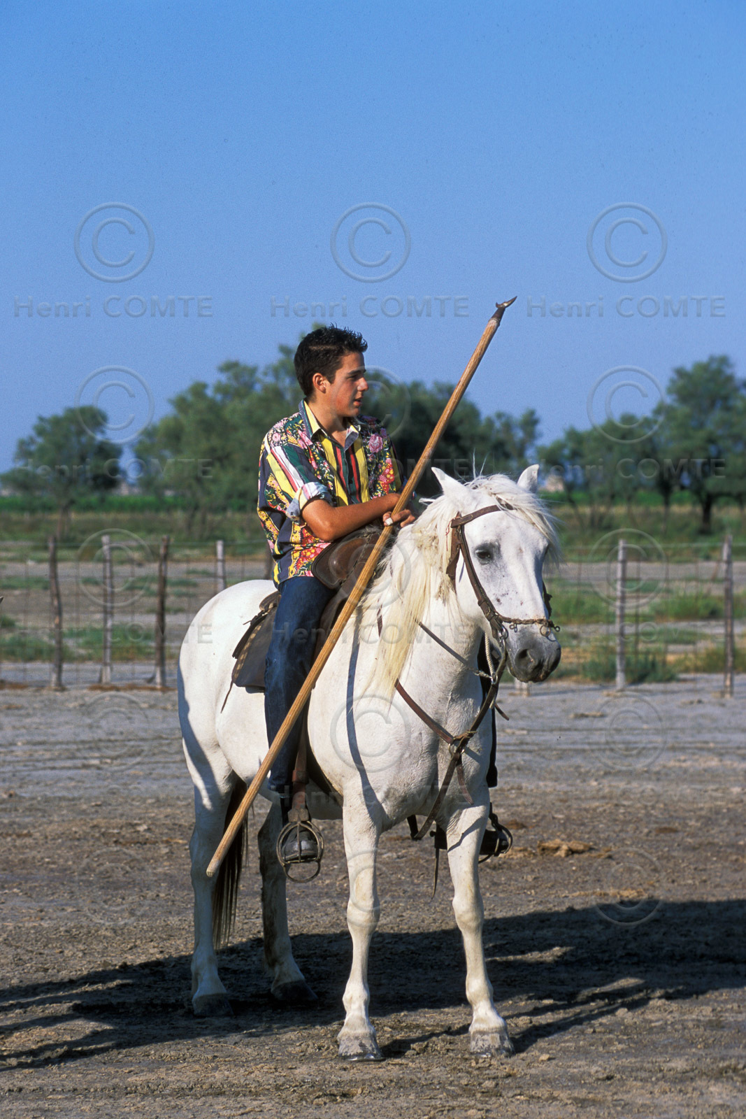 Bouvine en camargue