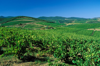 Vignoble de Faugeres