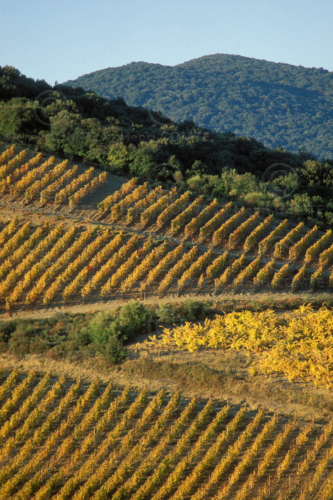 Vignoble de Faugeres