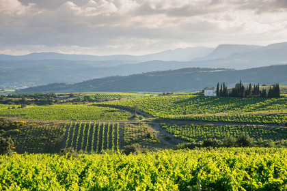 Vignoble Roussillon