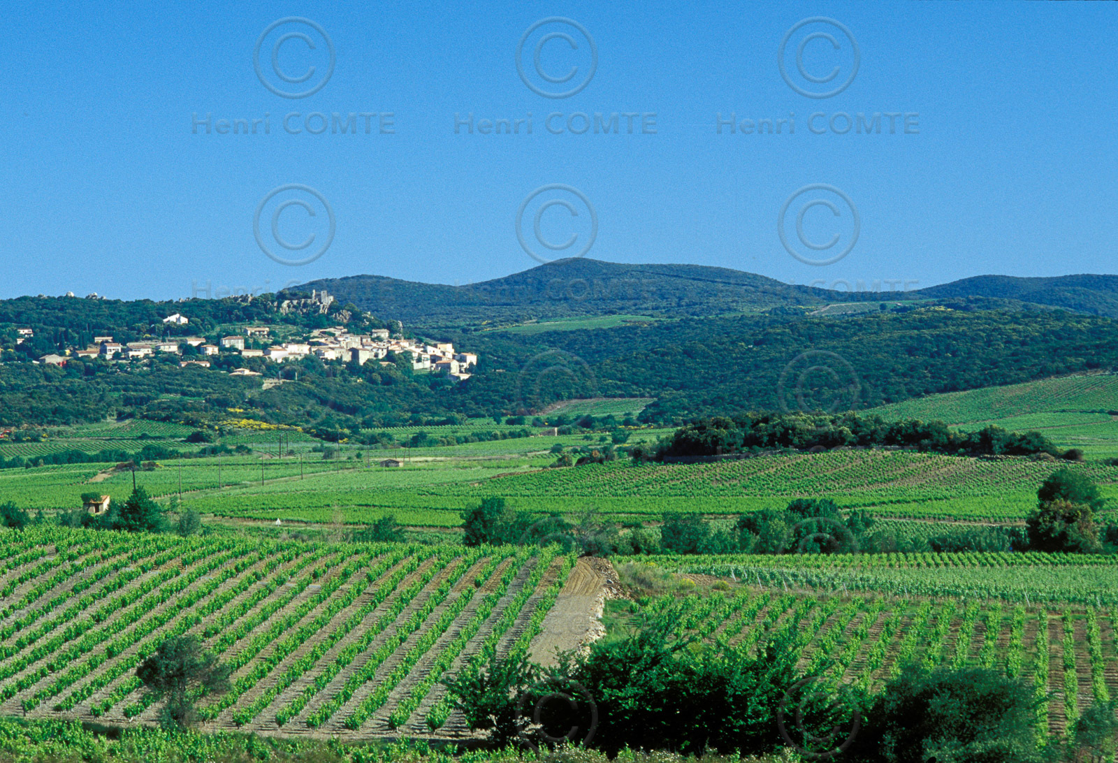 Vignoble de Faugeres
