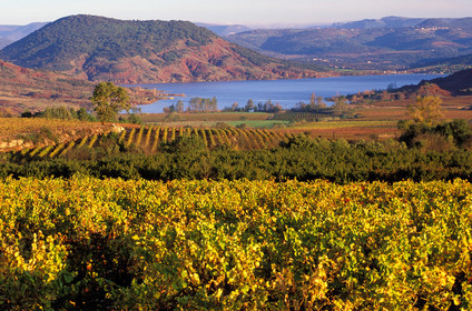 Vignoble du Salagou