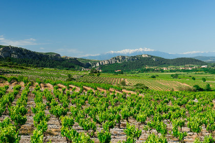 Vignoble du Roussillon