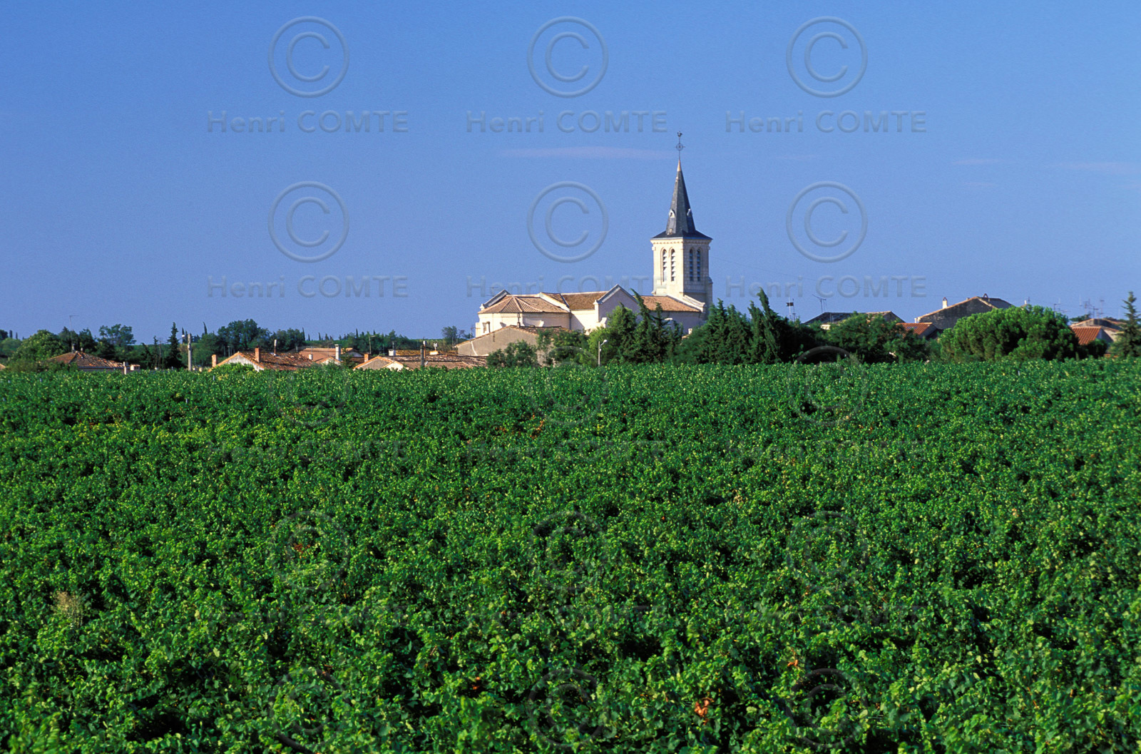 Vignoble de Pinet