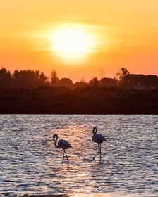 Flamants roses