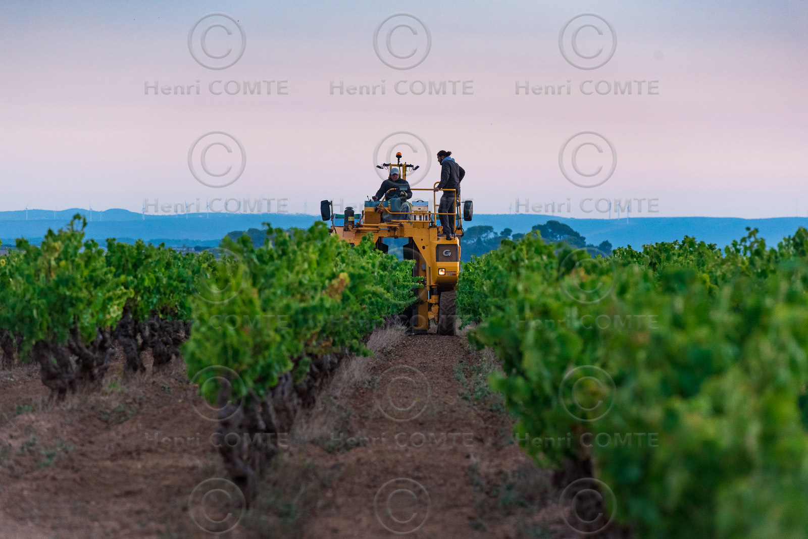 Vendange à la machine