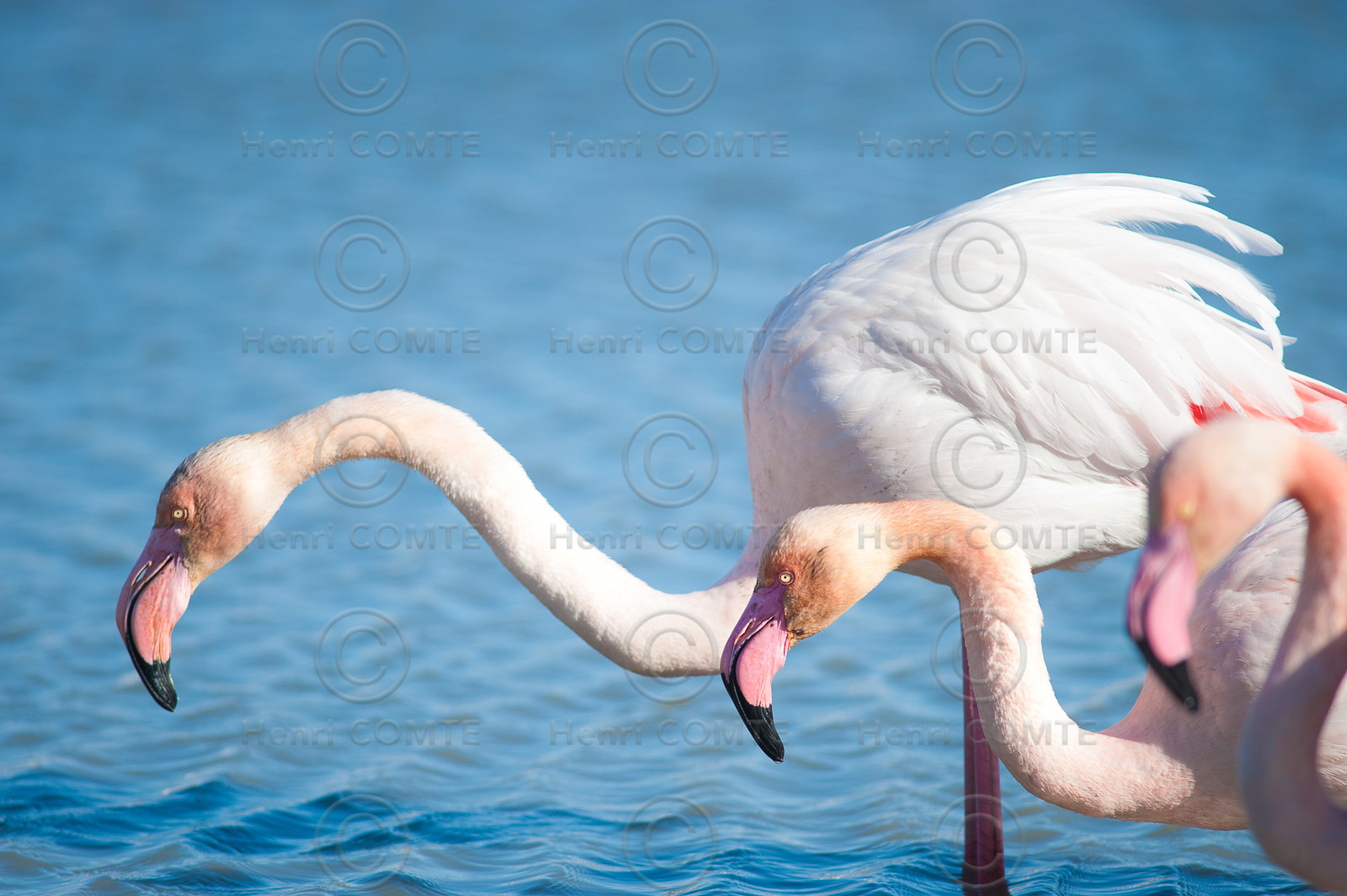 Flamants roses