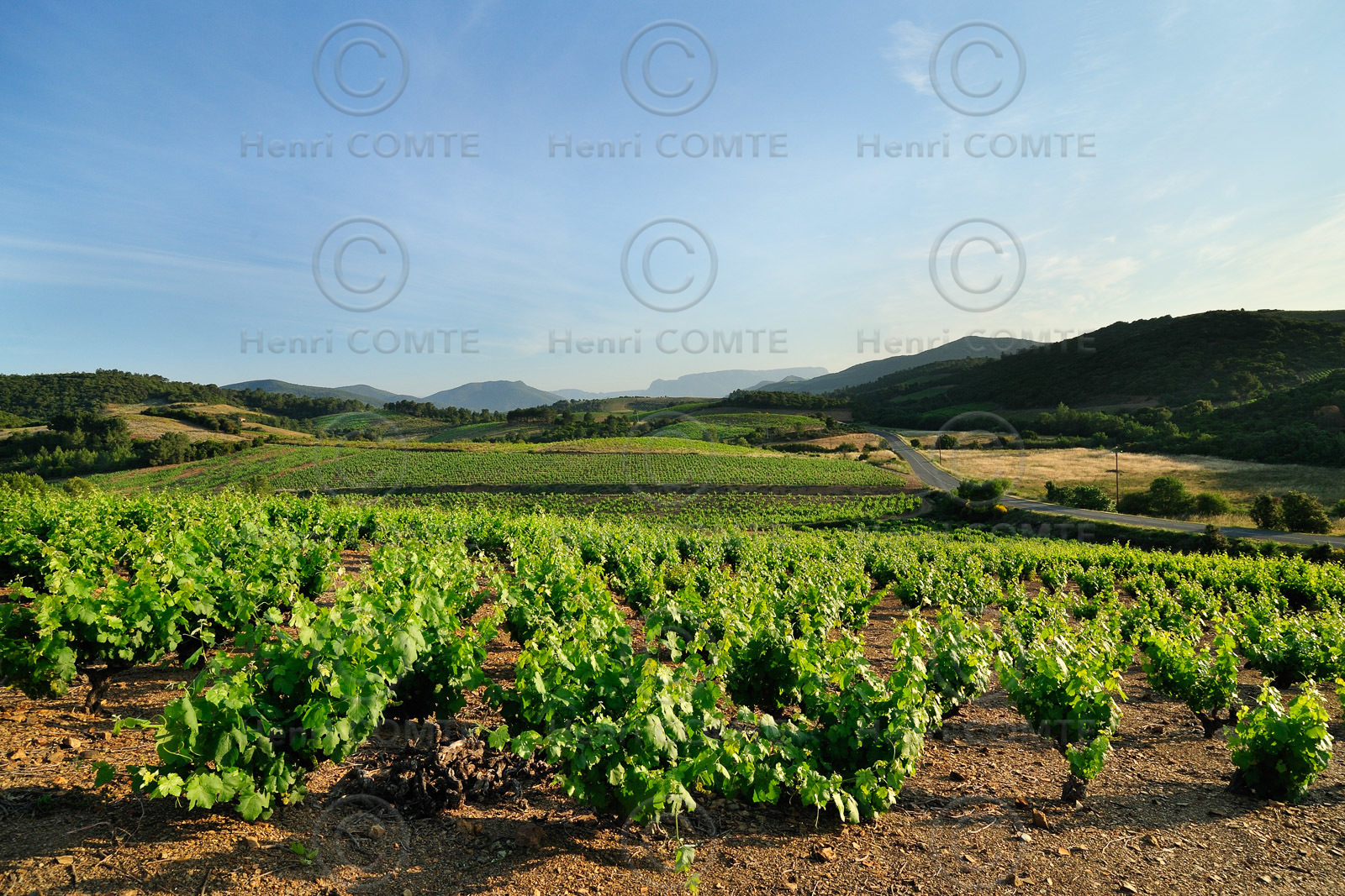 Vignoble Saint Chinian