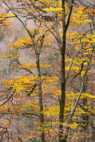 Forêt à l'automne
