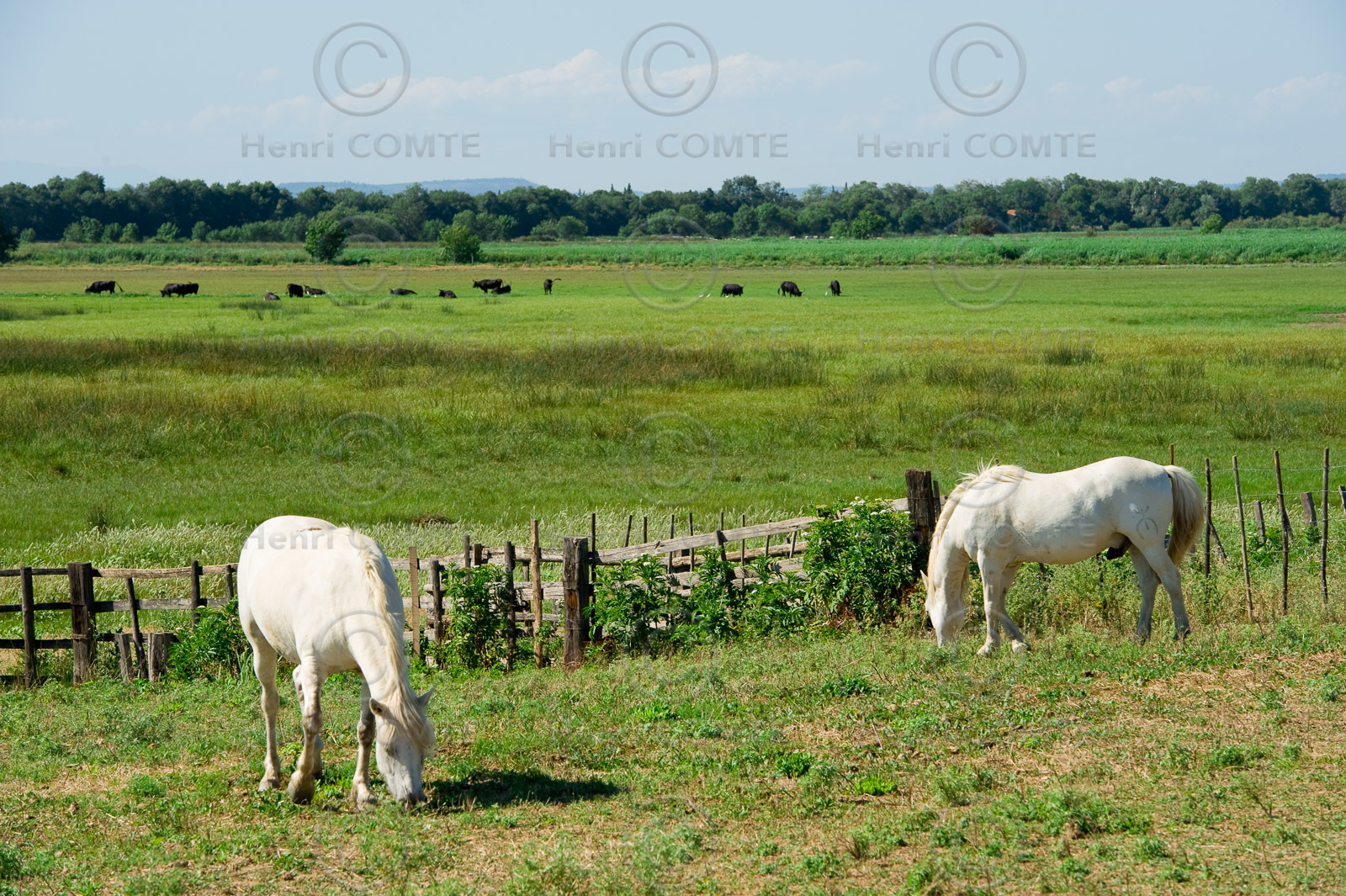 Petite camargue