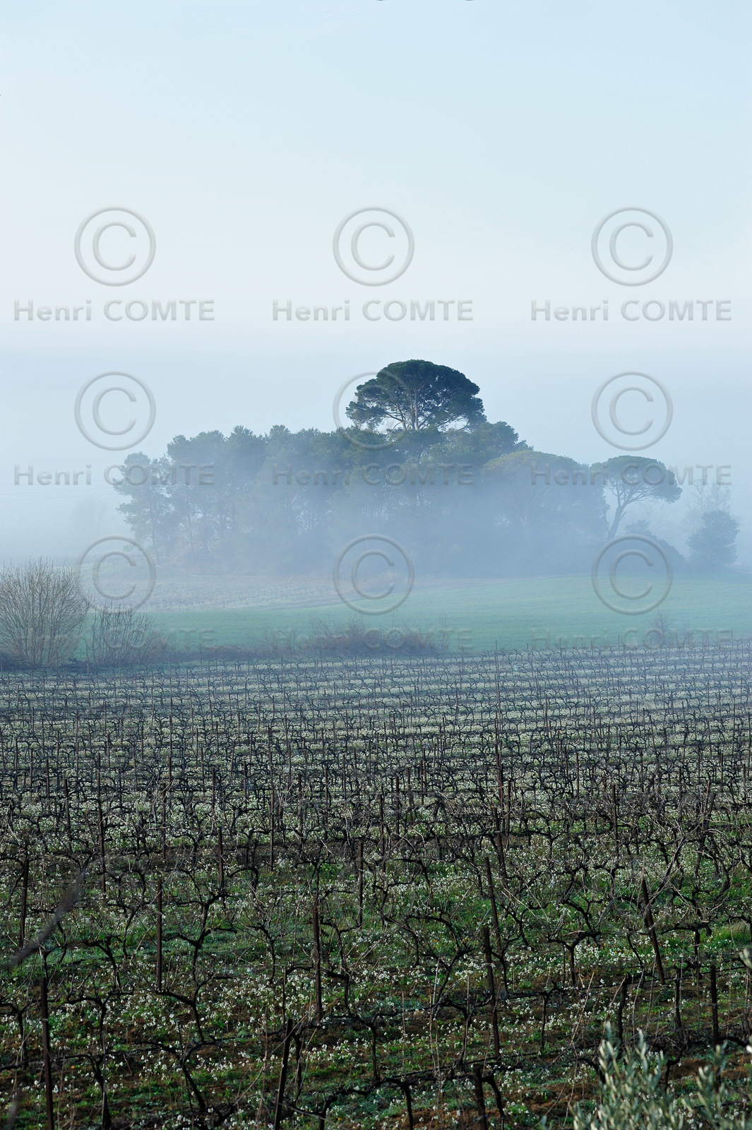 Vignes du Pays de Thau