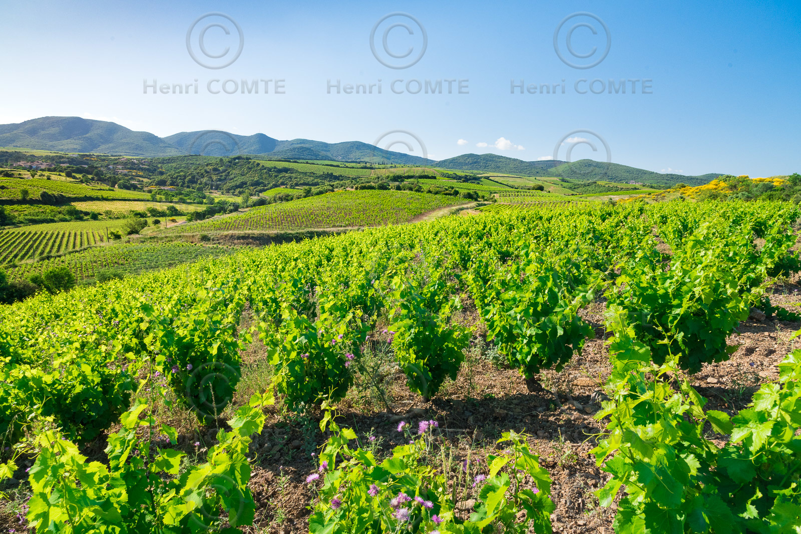Vignoble de Faugères