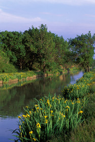 Petite camargue