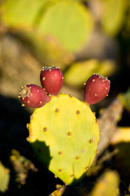 Figues de barbarie