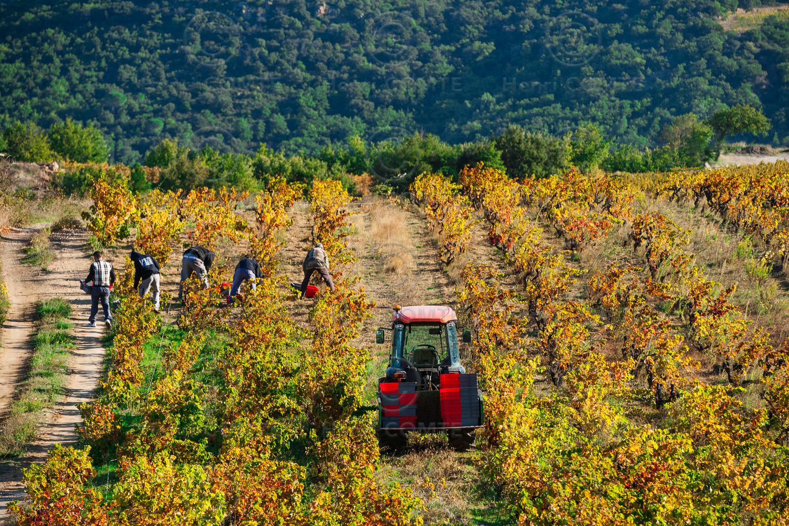 Vendanges Roussillon