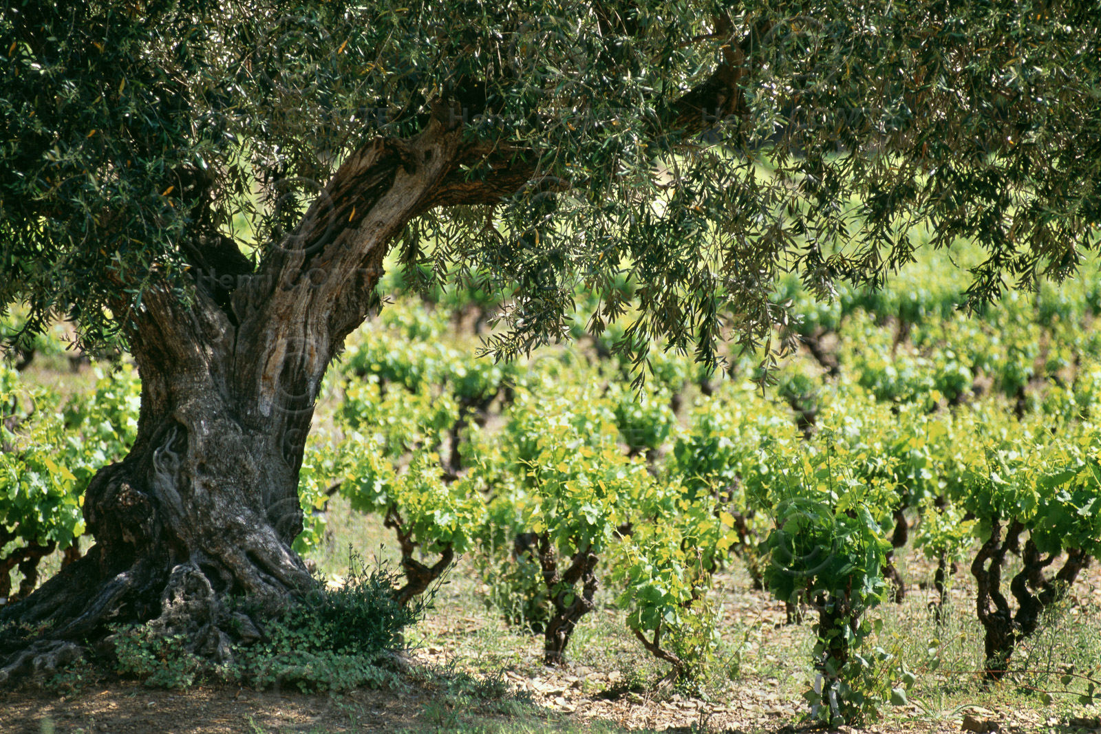 Vignoble Saint Chinian