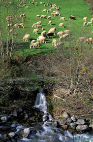 Toupeau de brebis