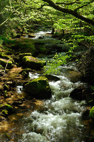 Torrent